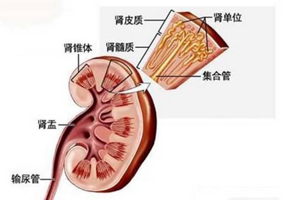 這幾個信號提示，身體器官藏毒太深了，各器官排毒小竅門！