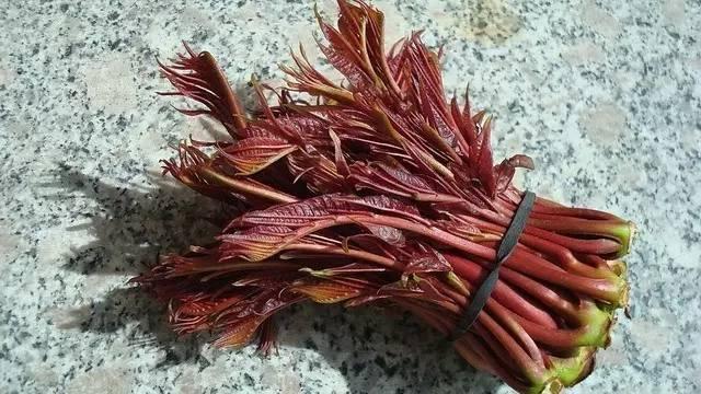 春天來了! 一種野菜治一種病,為了家人,趕緊收藏!