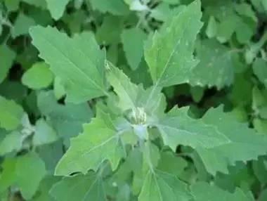 春天來了! 一種野菜治一種病,為了家人,趕緊收藏!