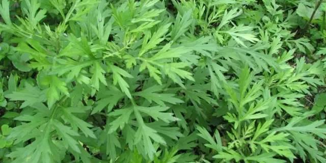 春天來了! 一種野菜治一種病,為了家人,趕緊收藏!
