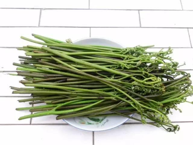 春天來了! 一種野菜治一種病,為了家人,趕緊收藏!