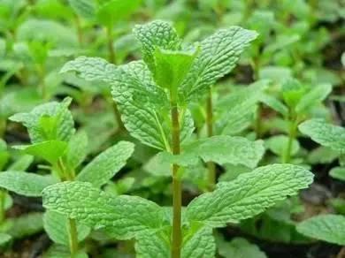春天來了! 一種野菜治一種病,為了家人,趕緊收藏!
