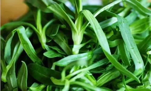 春天來了! 一種野菜治一種病,為了家人,趕緊收藏!