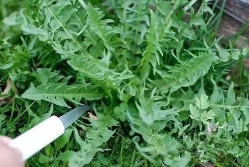 春天來了! 一種野菜治一種病,為了家人,趕緊收藏!