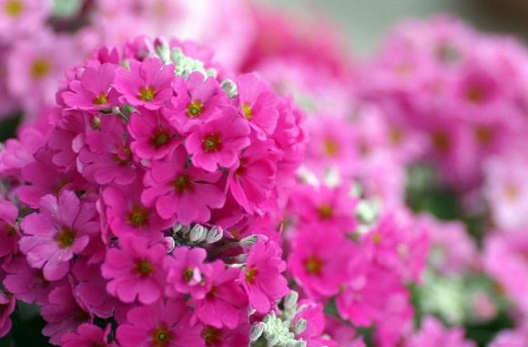 早安心語帶圖片的優美句子