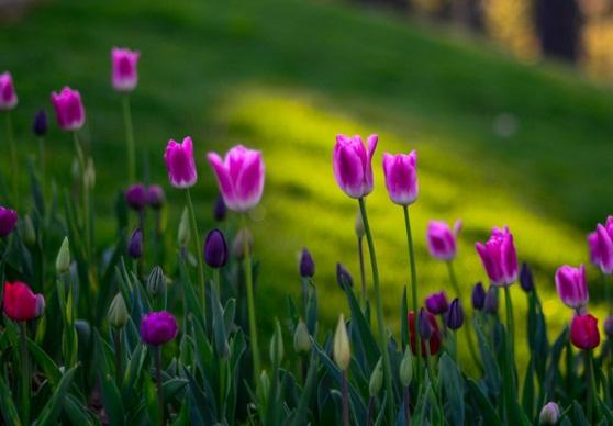 早安心語帶圖片的優美句子