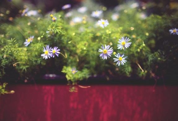 早安心語帶圖片的優美句子