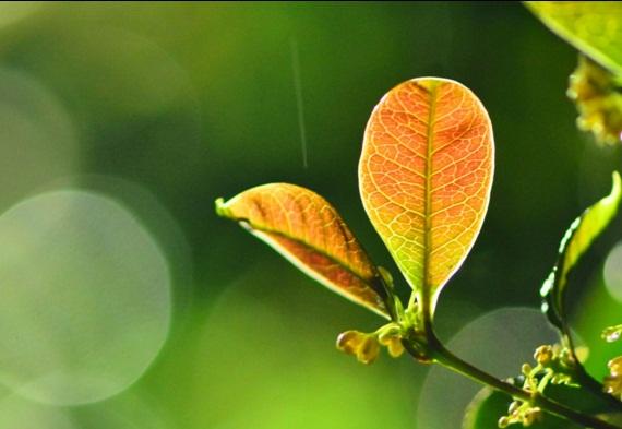 早安心語帶圖片的優美句子