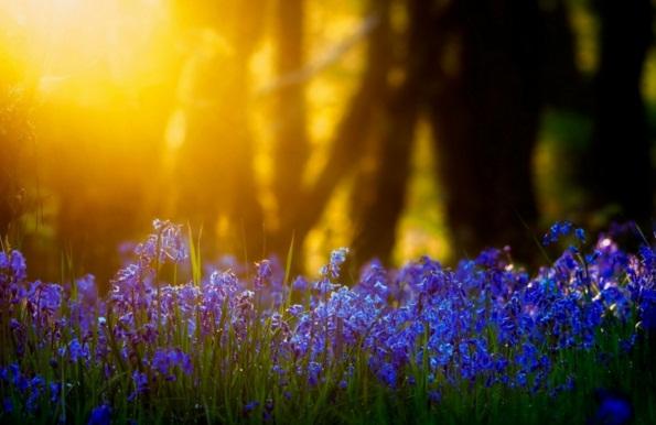 早安心語帶圖片的優美句子