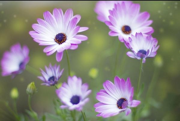 早安心語帶圖片的優美句子