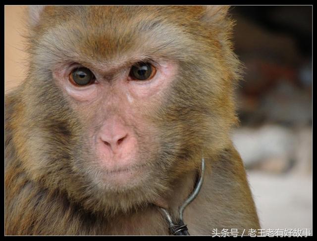 猴子總向人流淚,這事有些蹊蹺,等揭開猴皮,裡面竟是個孩子