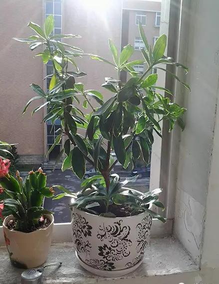 室內養花不會死的訣竅,懶人忙人照樣輕鬆養花!
