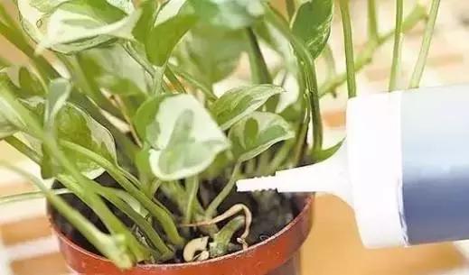 室內養花不會死的訣竅,懶人忙人照樣輕鬆養花!