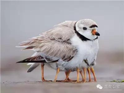 動物王國里的母愛，太溫暖了~