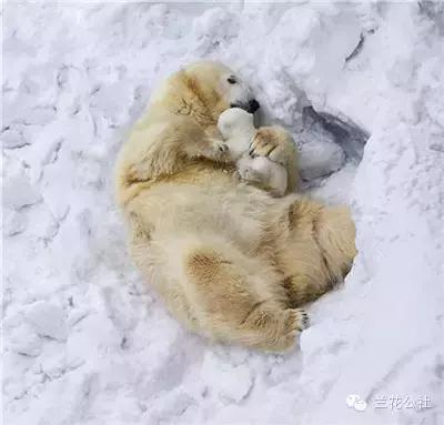 動物王國里的母愛，太溫暖了~