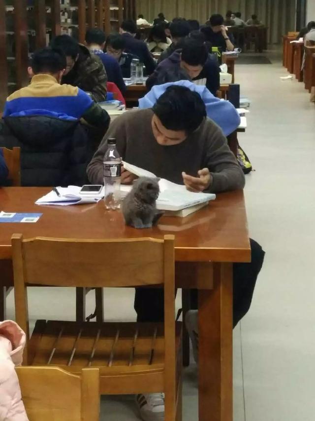 主人帶貓咪去醫院打針,結果貓咪一臉委屈緊緊依偎在主人懷裡