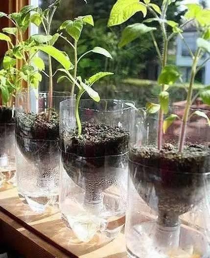養花很費錢？ 其實很多錢都可以省的！