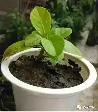 花盆比花還貴? 別買了! 一把剪刀就能做一堆!