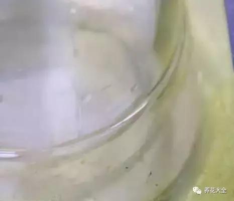 花盆比花還貴? 別買了! 一把剪刀就能做一堆!