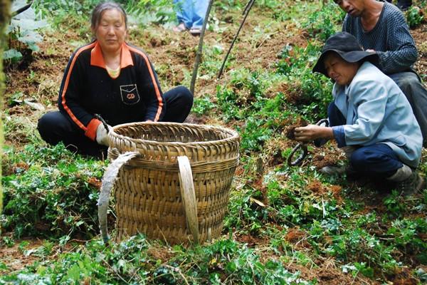 治多尿多飲、降血脂、穩血糖，每天只要3克的它就夠了