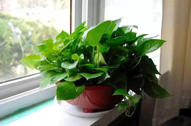 這4種水澆花比肥料還好，能枝繁葉茂、花開不斷！