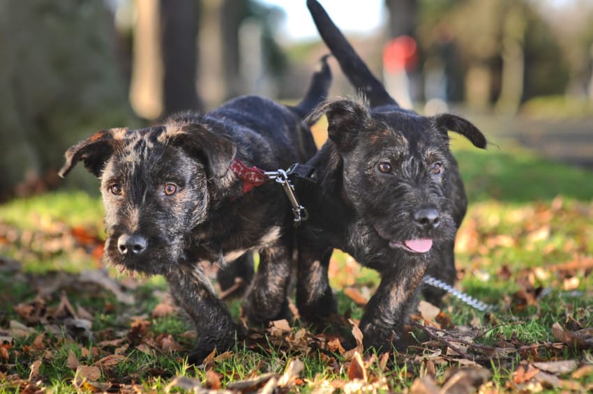 大嘴克格萌犬皮肤视频_大嘴克格萌犬_克格萌犬