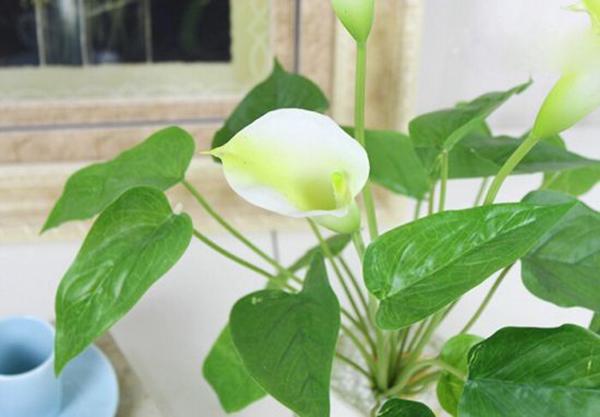會不會養花,就看你怎麼給花澆水!