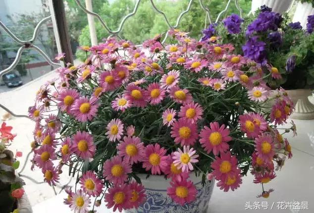 對於養花這件事,我們是認真的