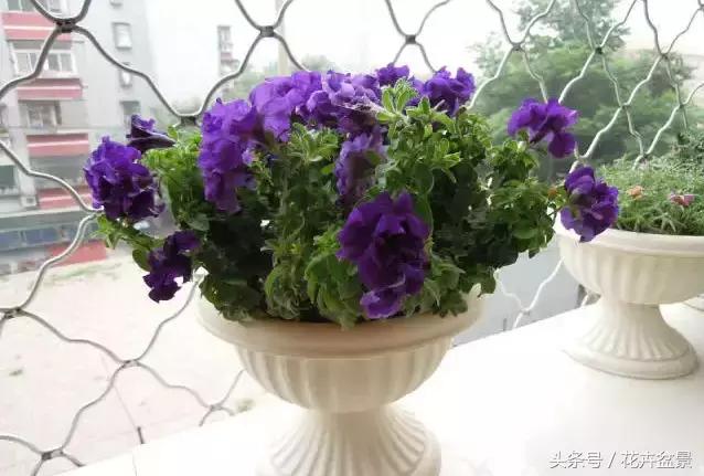 對於養花這件事,我們是認真的