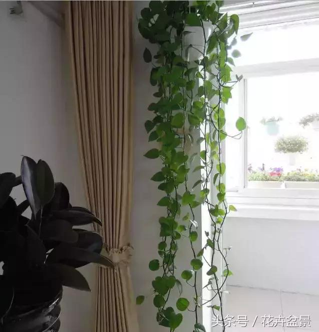 對於養花這件事,我們是認真的