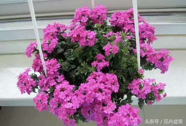對於養花這件事,我們是認真的