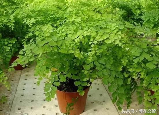 這5種植物丟衛生間兩個月不用管,沒想到長得枝繁葉茂