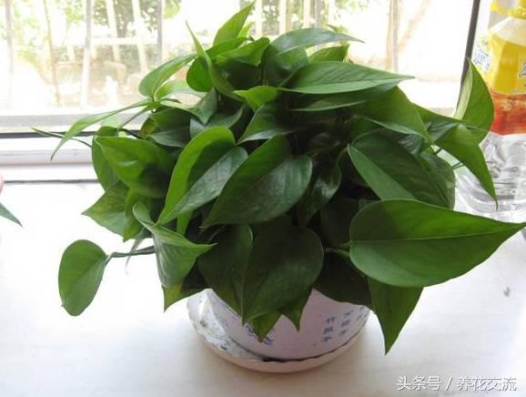 這5種植物丟衛生間兩個月不用管,沒想到長得枝繁葉茂