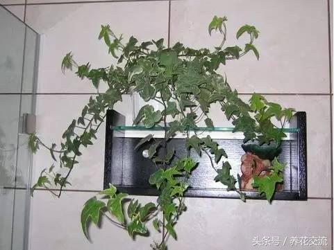 這5種植物丟衛生間兩個月不用管,沒想到長得枝繁葉茂