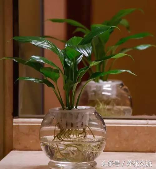 這5種植物丟衛生間兩個月不用管,沒想到長得枝繁葉茂