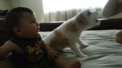 家裡養寵物犬的話，教訓孩子時可要當心了，否則後果很嚴重！