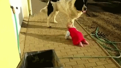 家裡養寵物犬的話，教訓孩子時可要當心了，否則後果很嚴重！