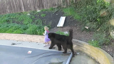家裡養寵物犬的話，教訓孩子時可要當心了，否則後果很嚴重！