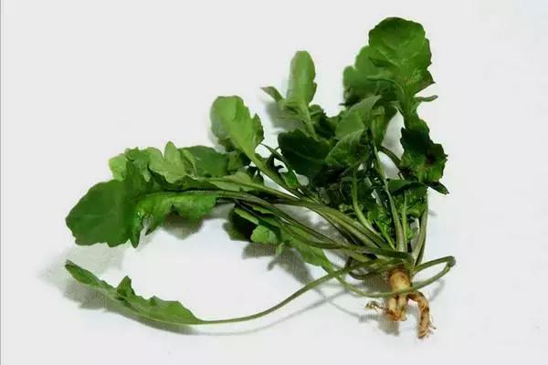 這幾種菜煮不好，​​比砒霜還毒！