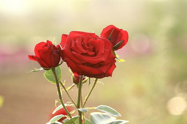 花語大全(玫瑰花專屬)