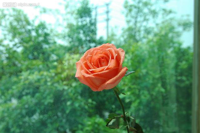 花語大全(玫瑰花專屬)