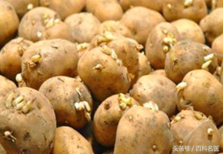 發芽的食物就一定有毒嗎? 原來我們被騙了這麼多年!