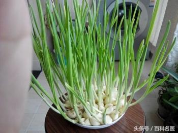 發芽的食物就一定有毒嗎? 原來我們被騙了這麼多年!