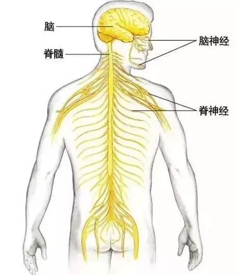 身上筋結散，體內百病去！