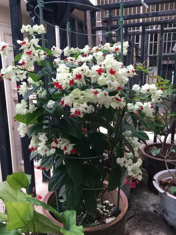 「龙吐珠」爬藤比绿萝快,半年长3米,开花吐"珠子",一次几百朵!