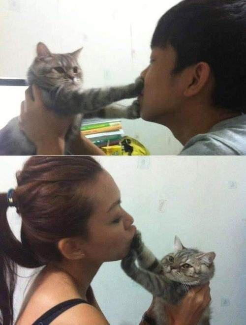 為什麼貓不喜歡被親？貓咪是怎樣親吻主人的?