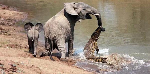 大象被鱷魚咬住鼻子 小象拚命砸鱷魚救母！