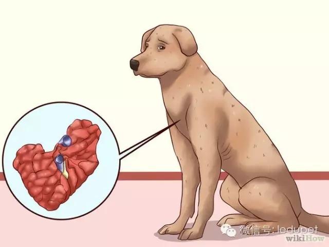狗狗太瘦or肥胖？都會影響她的壽命！