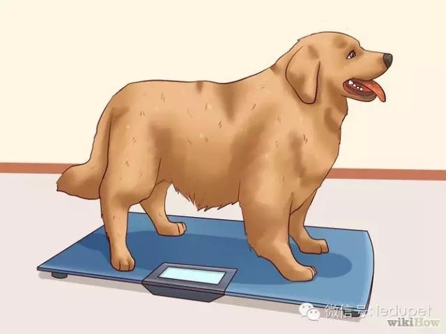 狗狗太瘦or肥胖？都會影響她的壽命！