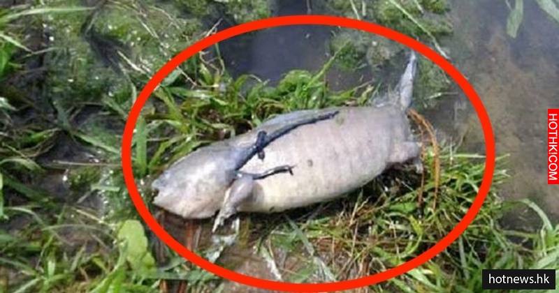 一名漁夫在魚池旁發現死魚，當他走近一看，馬上被嚇得褲襠都濕了！
